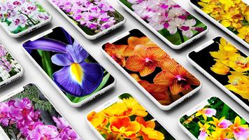 Orchid Wallpaper পোস্টার