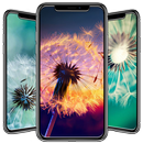 Dandelion Wallpaper APK