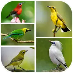 1000 Kicau Burung Lengkap APK download