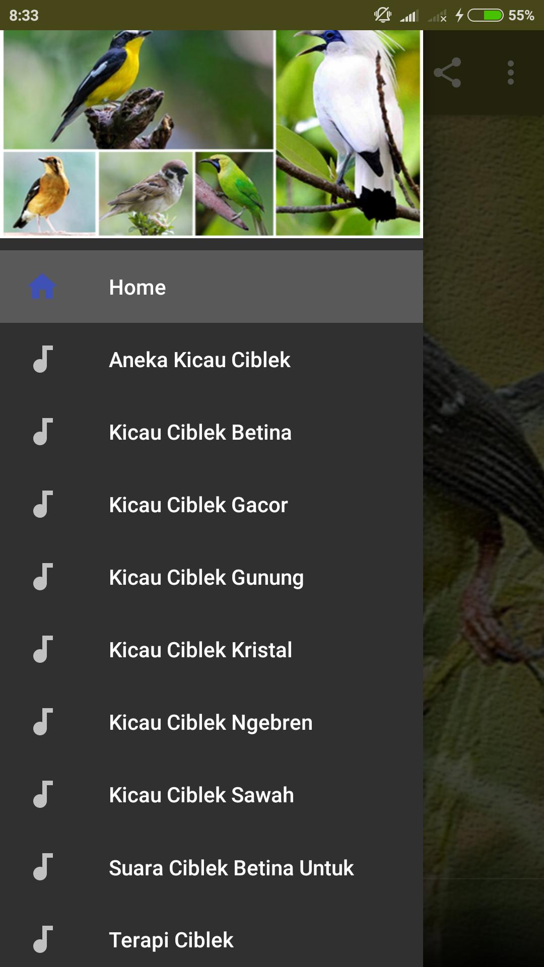 Suara Burung Ciblek Pikatan For Android Apk Download