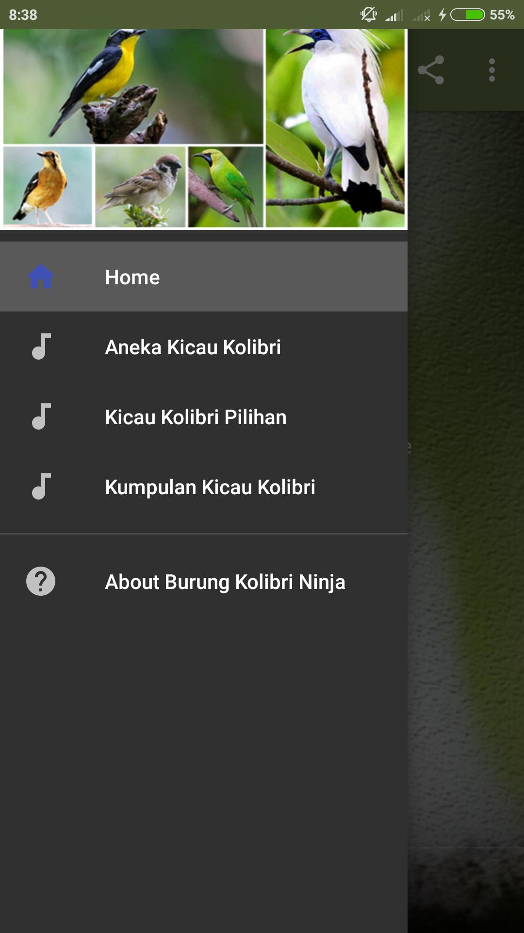 Kicau Burung Kolibri Ninja Gacor For Android Apk Download
