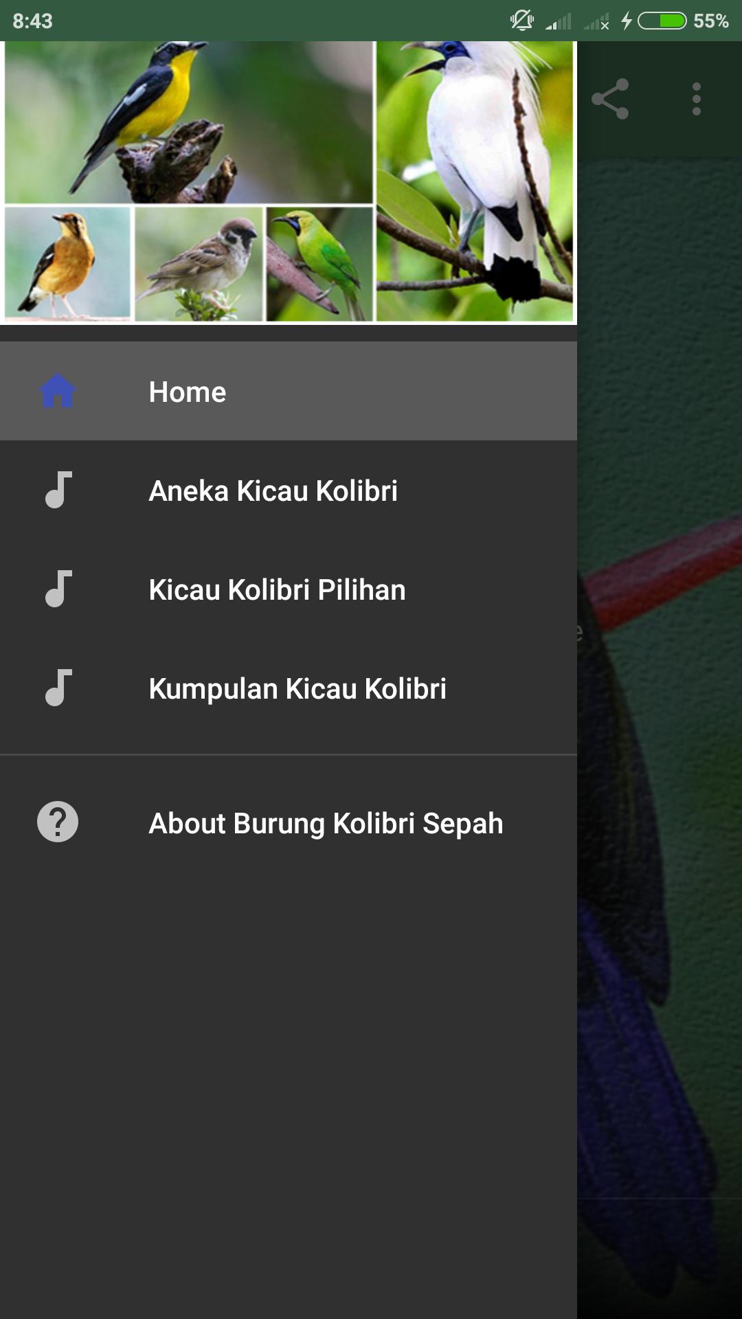 4000+ Gambar Burung Sepah Raja HD 4000+ Gambar Burung Sepah Raja HD