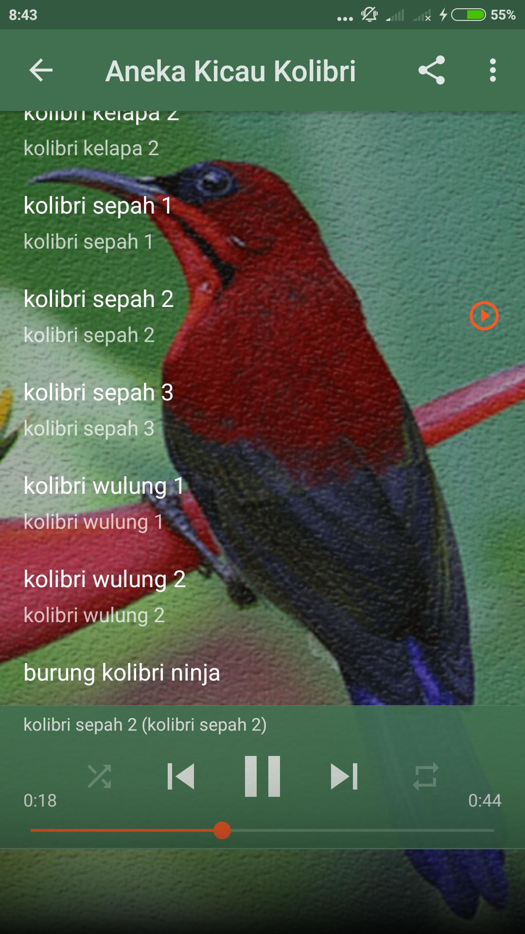 4000+ Gambar Burung Sepah Raja HD 4000+ Gambar Burung Sepah Raja HD