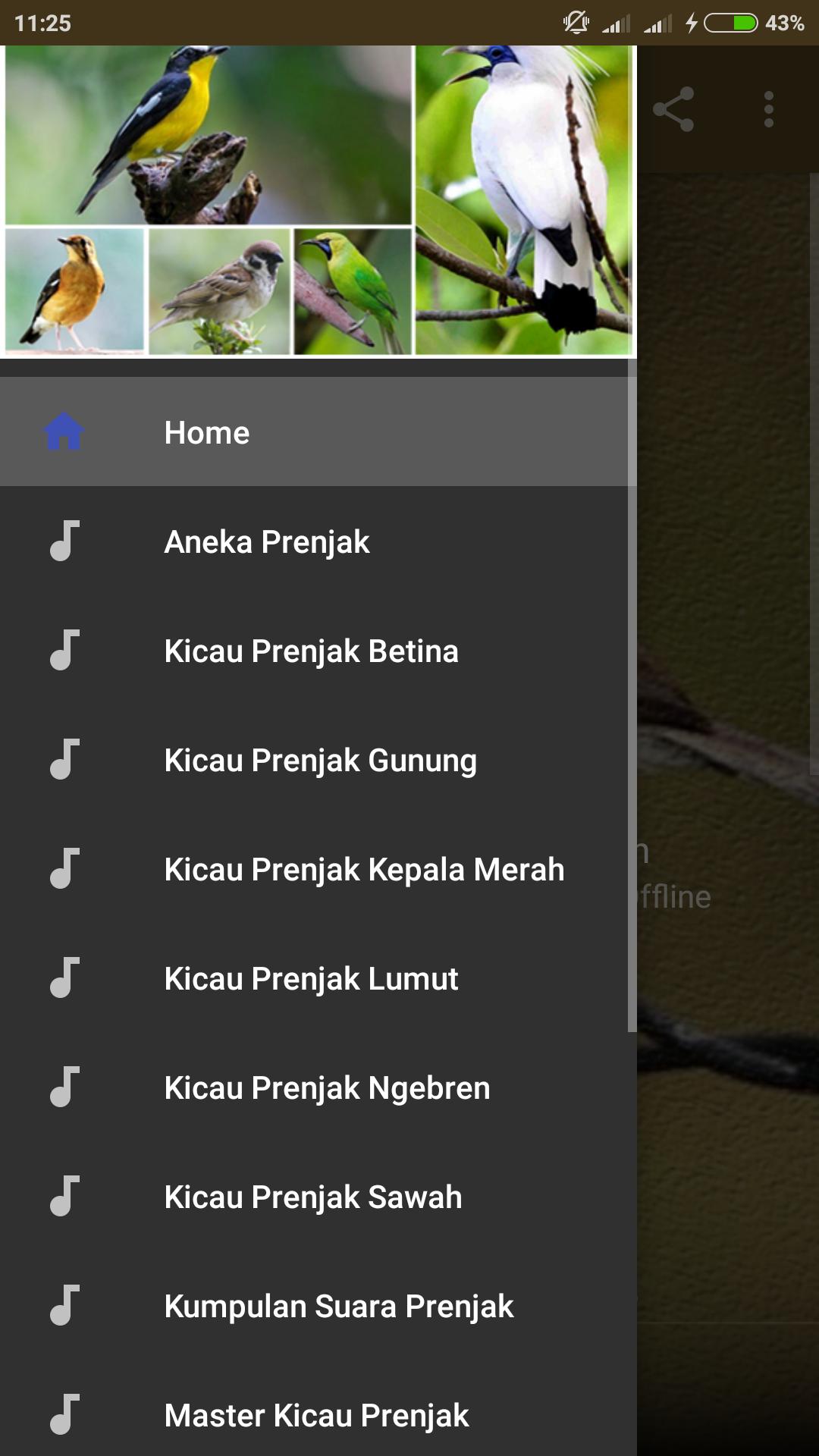 Kicau Burung Prenjak Lumut Gacor For Android Apk Download