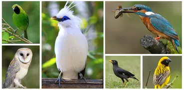 Suara Prenjak Betina Pikat