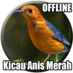 Suara Burung Anis Merah Gacor