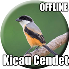 Master Kicau Burung Cendet icône