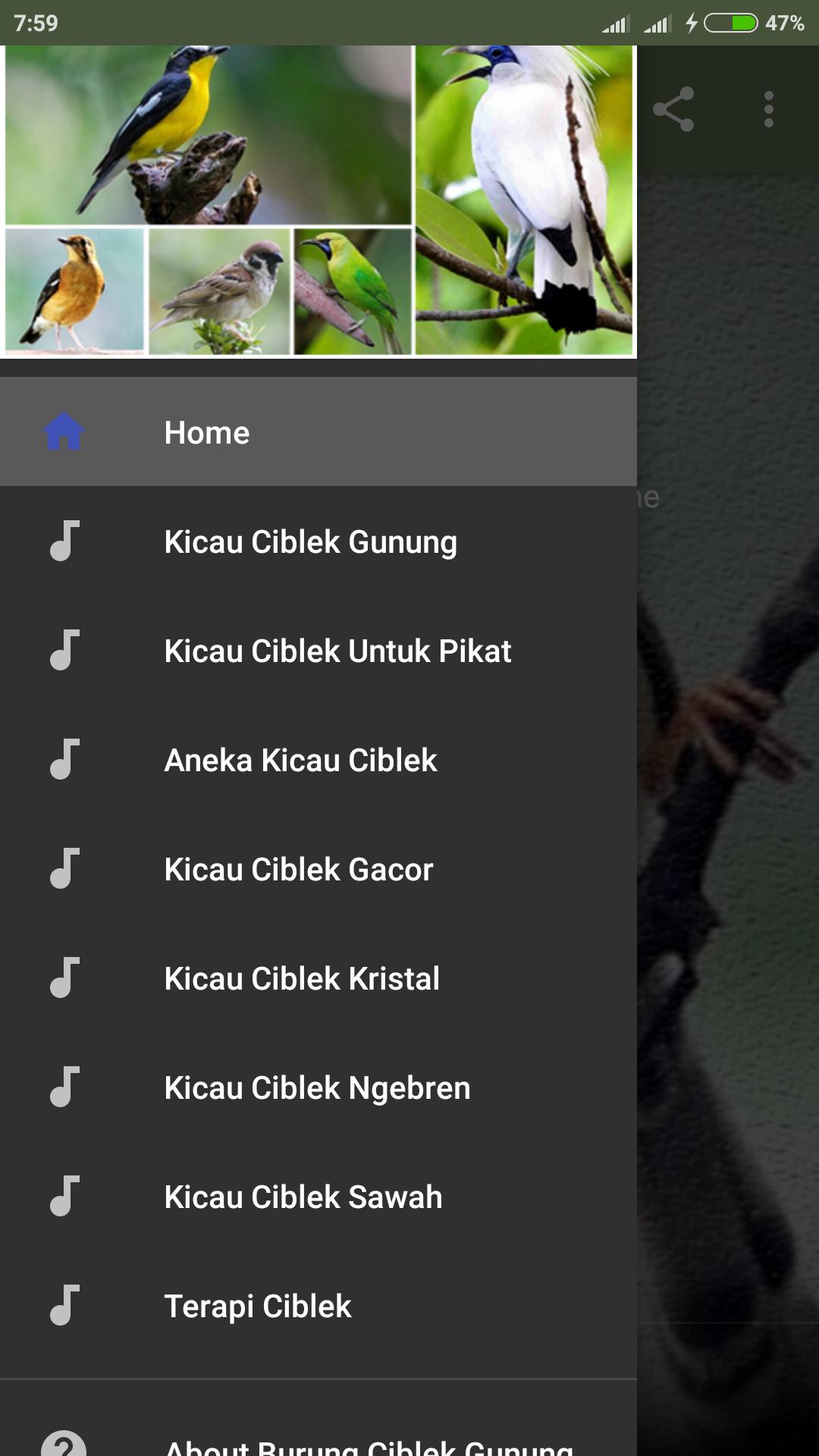 Suara Ciblek Gunung Gacor For Android Apk Download