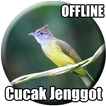 ”Suara Cucak Jenggot Gacor