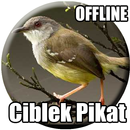 Kicau Burung Ciblek Pikat Mp3 APK