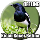 Suara Burung Kacer Betina Mp3-icoon