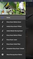 Suara Burung Kacer Betina Mp3-poster