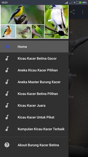 Suara Burung Kacer Betina Mp3 For Android Apk Download