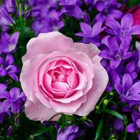 Rosas y flores syot layar 3