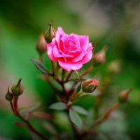 Rosas y flores syot layar 2