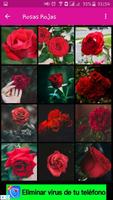 Rosas Para Ti screenshot 1