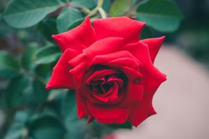 Rosas Para Ti screenshot 3