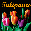 Tulipán de primavera imágenes APK