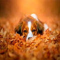 Autumn Wallpapers