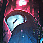 Cute Owl Wallpaper 图标