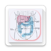 Learn Abdominal Radiological Findings