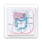 Learn Abdominal Radiological Findings Zeichen