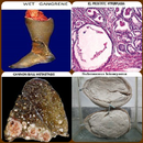 Practical Pathology APK
