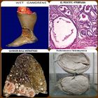 Practical Pathology أيقونة