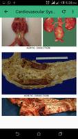 Practical Pathology captura de pantalla 1