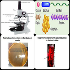 Practical Microbiology icône