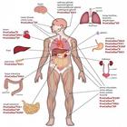 Body System icon