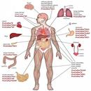 Body System-APK