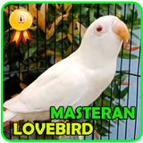 Masteran Lovebird Ngetik - Ngekek Panjang icon