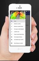 Masteran Lovebird Ngetik - Ngekek Panjang poster