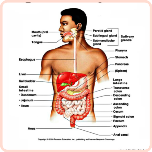 Anatomy and Physiology