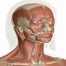 Anatomy Mnemonics APK