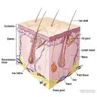 Dermatology Made Easy ícone