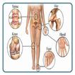 Clinical Orthopaedics Surgery