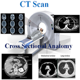 CT Scan Cross Sectional Anatomy icône