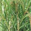 ”Rice Production Guidelines in 
