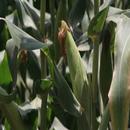 Mahindi Bora for Highland Regi APK