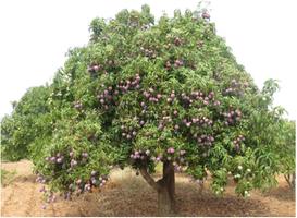 KALRO Mango Propagation โปสเตอร์