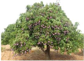 KALRO Mango Propagation ภาพหน้าจอ 1