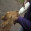 Total Mixed Ration (TMR) For Murang'a County