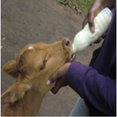 Total Mixed Ration (TMR) For M APK