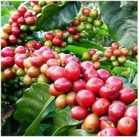 KALRO COFFEE-poster