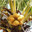 KALRO Coconut
