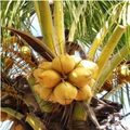 KALRO Coconut