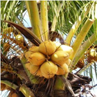 KALRO Coconut 아이콘