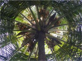 KALRO Coconut 포스터
